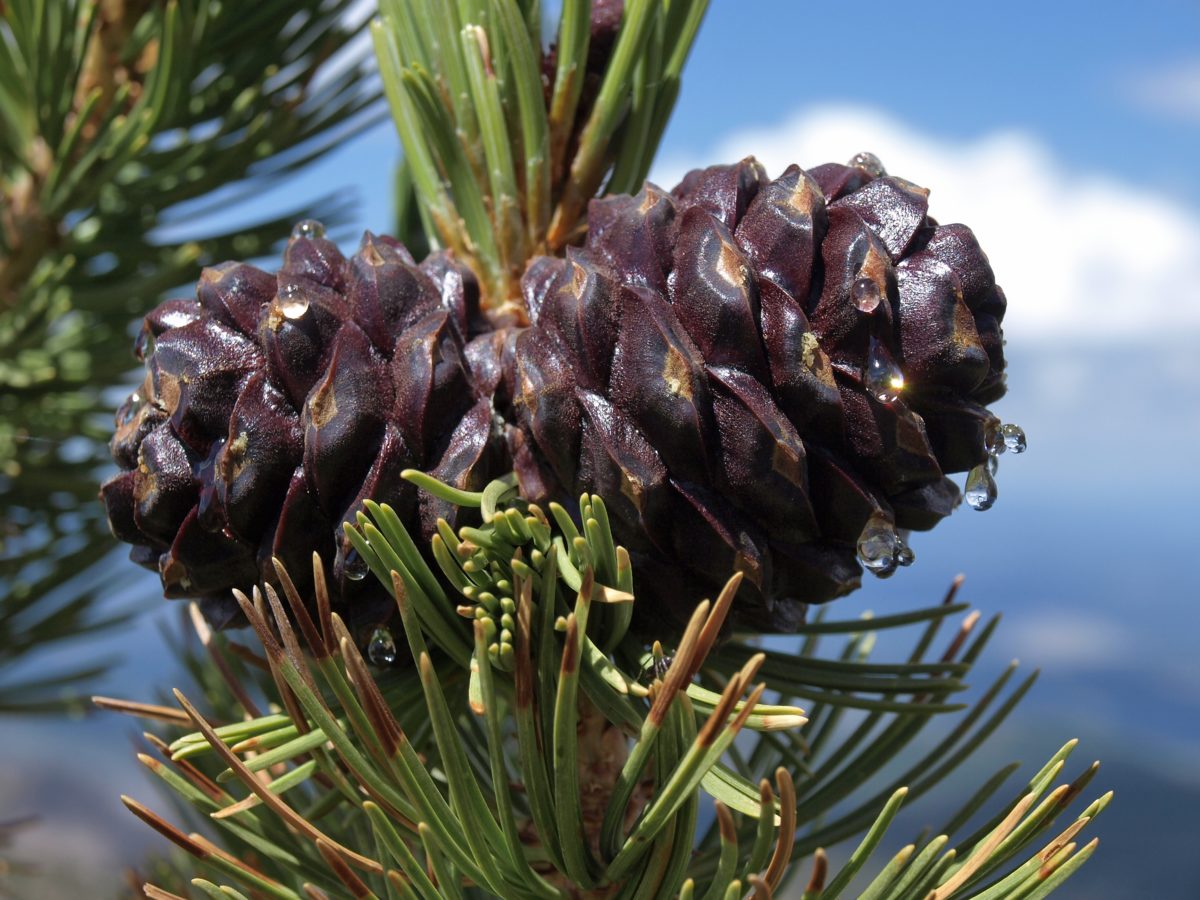close up photo of whitebark pinecone